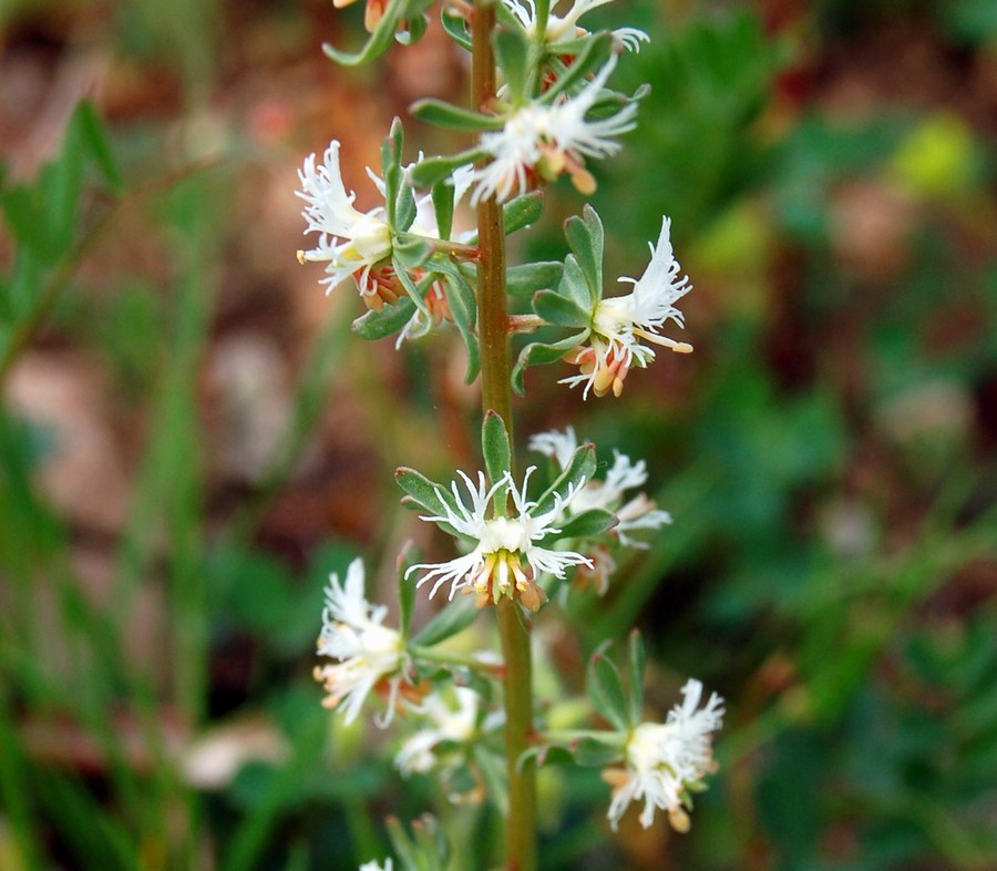 Fioriture magellensi